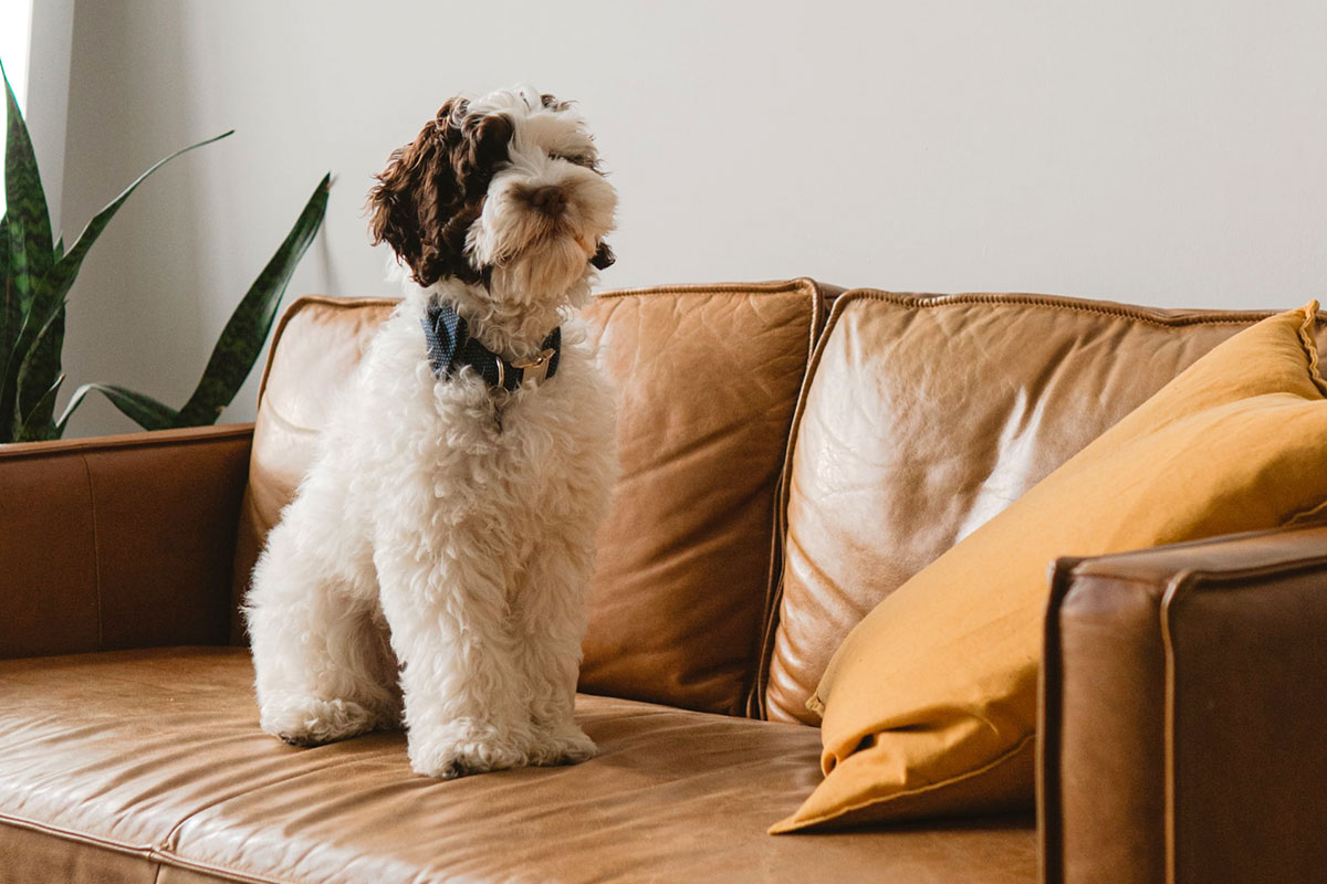 dog on the couch